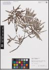 Foto von Salix eleagnos subsp. eleagnos Scop.